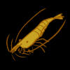 Shrimp